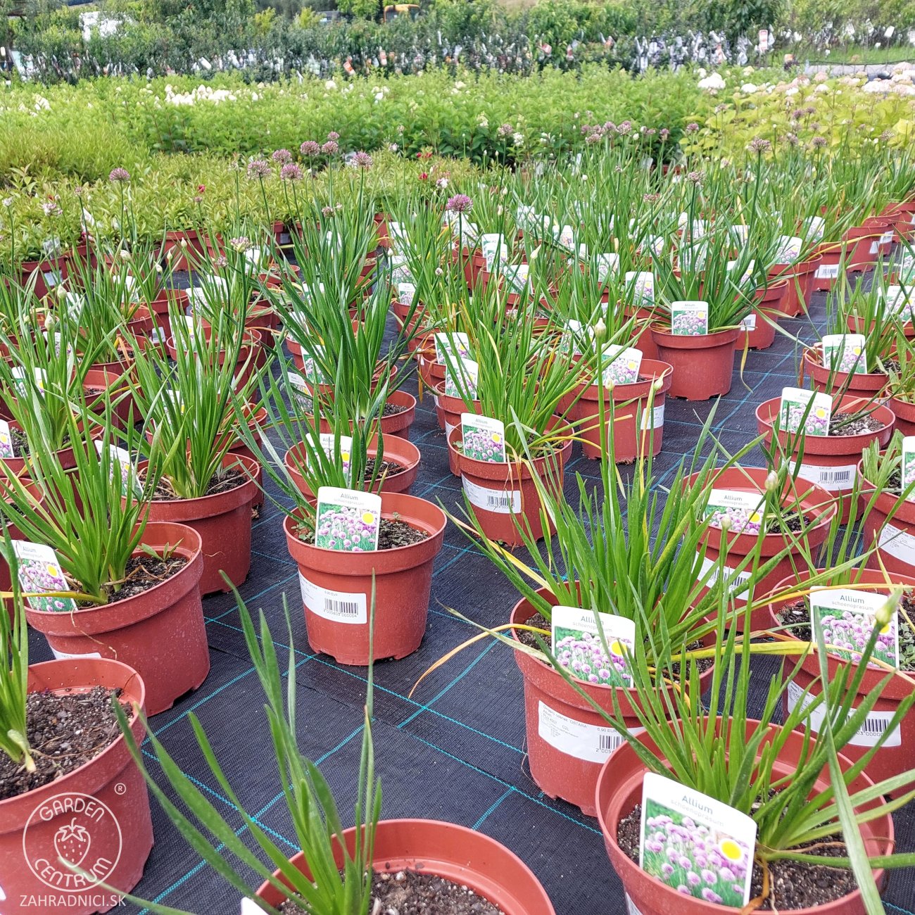 Obrázok Okrasný cesnak (Allium) ´OSTARA´, kont. C2L